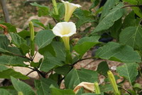Datura metel is one of the Datura species that can be found in Hong Kong (Photos by courtesy of the Agriculture, Fisheries and Conservation Department).