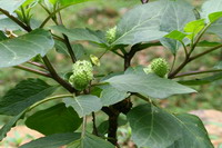 Datura metel is one of the Datura species that can be found in Hong Kong (Photos by courtesy of the Agriculture, Fisheries and Conservation Department).
