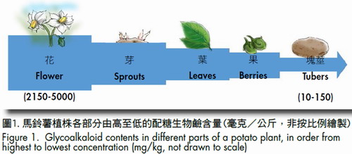 圖1.馬鈴薯植株各部分由高至低的配糖生物鹼含量(毫克/公斤,非按比例繪製)
