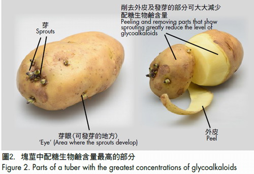 Figure 2. Parts of a tuber with the greatest concentrations of glycoalkaloids