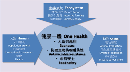 One Health: Human-Animal-Ecosystem Interconnection and Key Issues Related to Food Safety