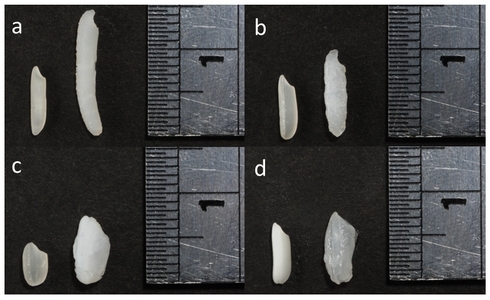 Figure 2: Raw (left) and cooked (right) rice of a. Basmati, b. Jasmine, c, Pearl, d. Glutinous. The number on the ruler represents one centimetre(cm). 