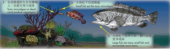 Figure 1. Ciguatoxins produced by toxic single-celled algae and accumulated up the food chain. 