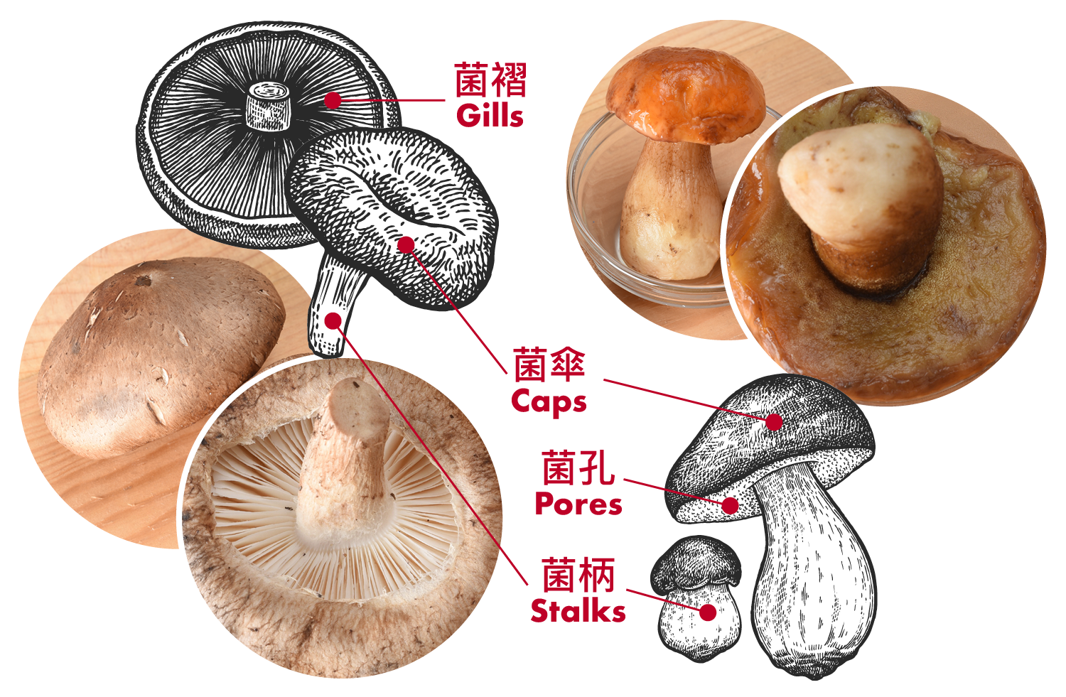 圖1_：與香菇(_左)_比較，牛肝菌菇類(_右)_的菌傘底部有菌孔而沒有菌褶。