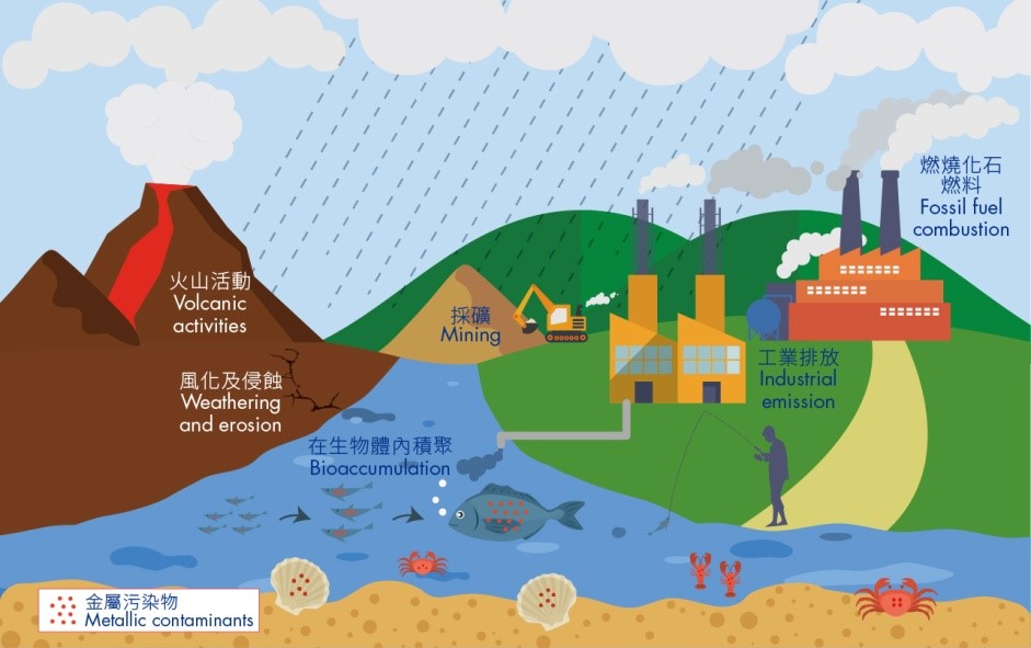 圖2：水生環境中金屬污染物的來源。