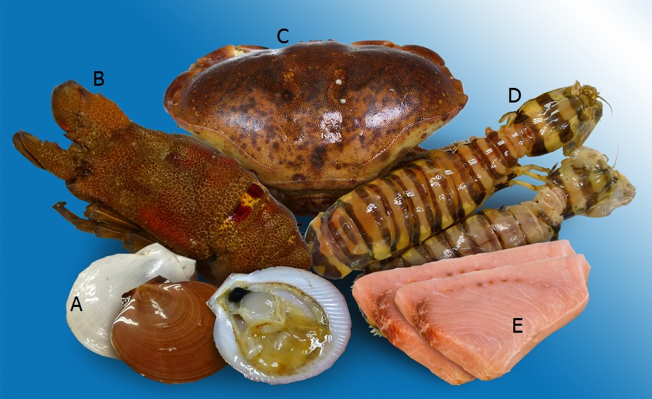 圖3：(A)日月貝屬的扇貝、(B)琵琶蝦、(C)棕褐螃蟹、(D)斑馬瀨尿蝦；以及(E)劍魚柳。