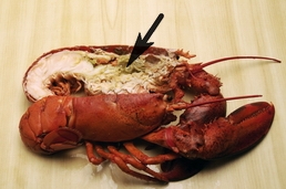 Tomalley (under the arrow) of American lobster
