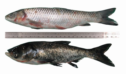 Freshwater fish, such as grass carp (above) and big head carp (below), should be cooked thoroughly before consumption. 