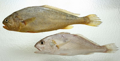 Some dishonest vendors may dye white croakers (below) and sell them as yellow croakers (above) for higher profit