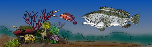 (Illustration of successively larger fish eating smaller fish in a coral reef setting) Figure 1. Gambierdiscus toxicus, a marine plankton, can produce ciguatoxins that cause ciguatera fish poisoning in humans. The toxins can accumulate up the food chain and end up causing sickness in consumers.