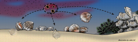 在有利的氣候和水質環境下，產生麻痺性貝類毒素的藻類(圓圈所示)會迅速繁殖，以濾食為生的貝類吃下這些藻類後，毒素在體內積聚。人類吃了這些受污染的貝類便有可能中毒。