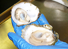 In the U.S., considerable amount of V. vulnificus illnesses are associated with consumption of raw Gulf Coast oysters