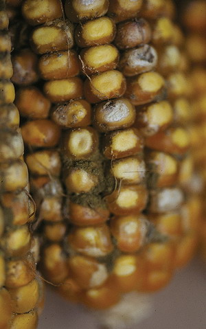 玉米和花生等農作物因受霉菌感染而帶有黃曲霉毒素( 照片由International Maize and Wheat Improvement Center提供)