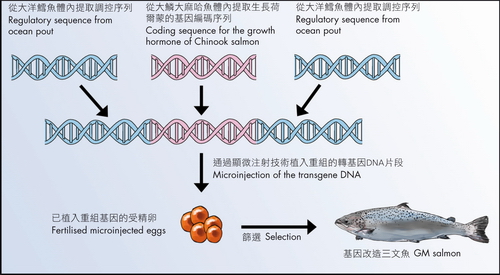 從其他魚類提取的 DNA 片段經重組後被植入大西洋三文魚的受精卵內。