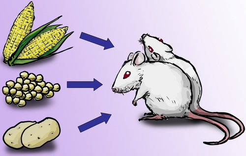 实验动物平时未必以该农作物为食，把基因改造食物加入实验动物的食粮时必须小心调节，以免对其膳食平衡有显着影响。