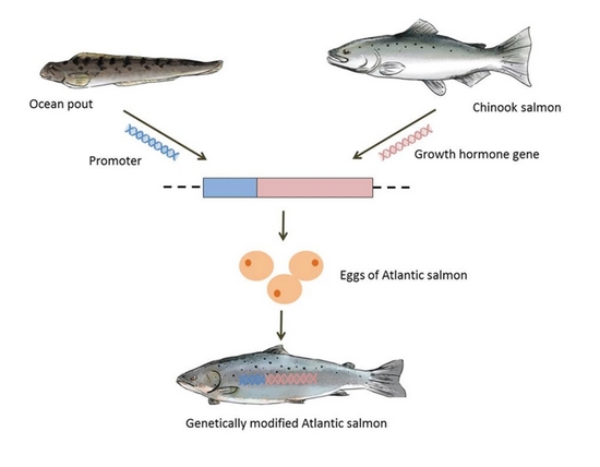 Figure 1: The GM salmon was developed by inserting a promoter sequence of ocean pout and the growth hormone gene of Chinook salmon into fertilised Atlantic salmon eggs. The GM salmon grows more rapidly during early-life and reaches market size sooner.