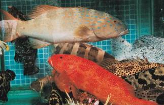 Coral reef fish