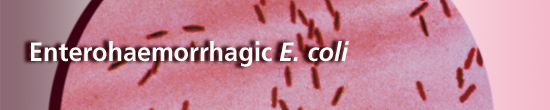 Enterohaemorrhagic E. coli
