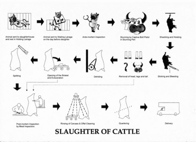Slaughter of Cattle