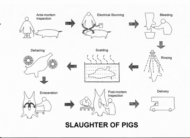 Slaughter of Pigs