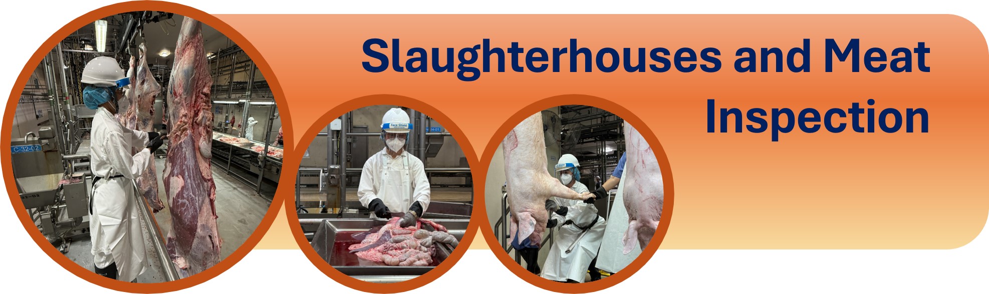 Slaughterhouses and Meat Inspection