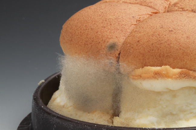 Food which goes mouldy has been contaminated by fungi and is not suitable for consumption