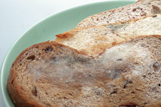 Food with moulds discernible to the naked eye should be discarded