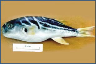 Some species of poisonous puffer fish: Green rough-backed puffer (Lagocephalus lunaris) (courtesy of the Agriculture, Fisheries and Conservation Department)