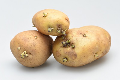 Why Unpeeled and Sprouted Potatoes Are Unfit for Human Consumption?