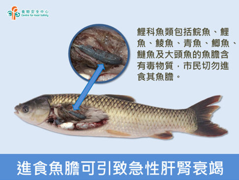 进食鱼胆安全吗
