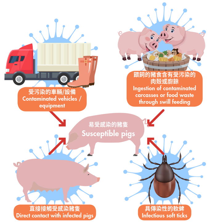 Figure: Transmission routes of ASF