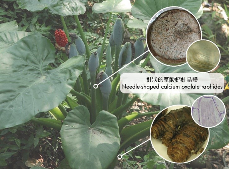 calcium oxalate raphides