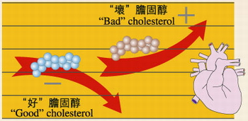 Understanding Cholesterol 2