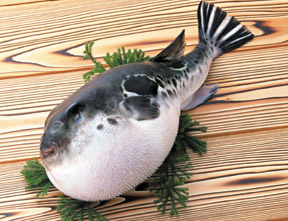 Eating Globefish Can Result in Poisoning