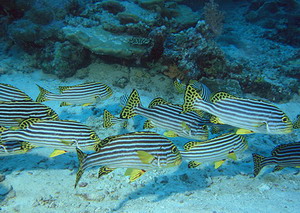 Advice for the Trade