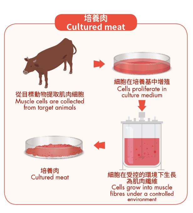 培養肉的生產過程(例如由肌肉細胞培養而成)