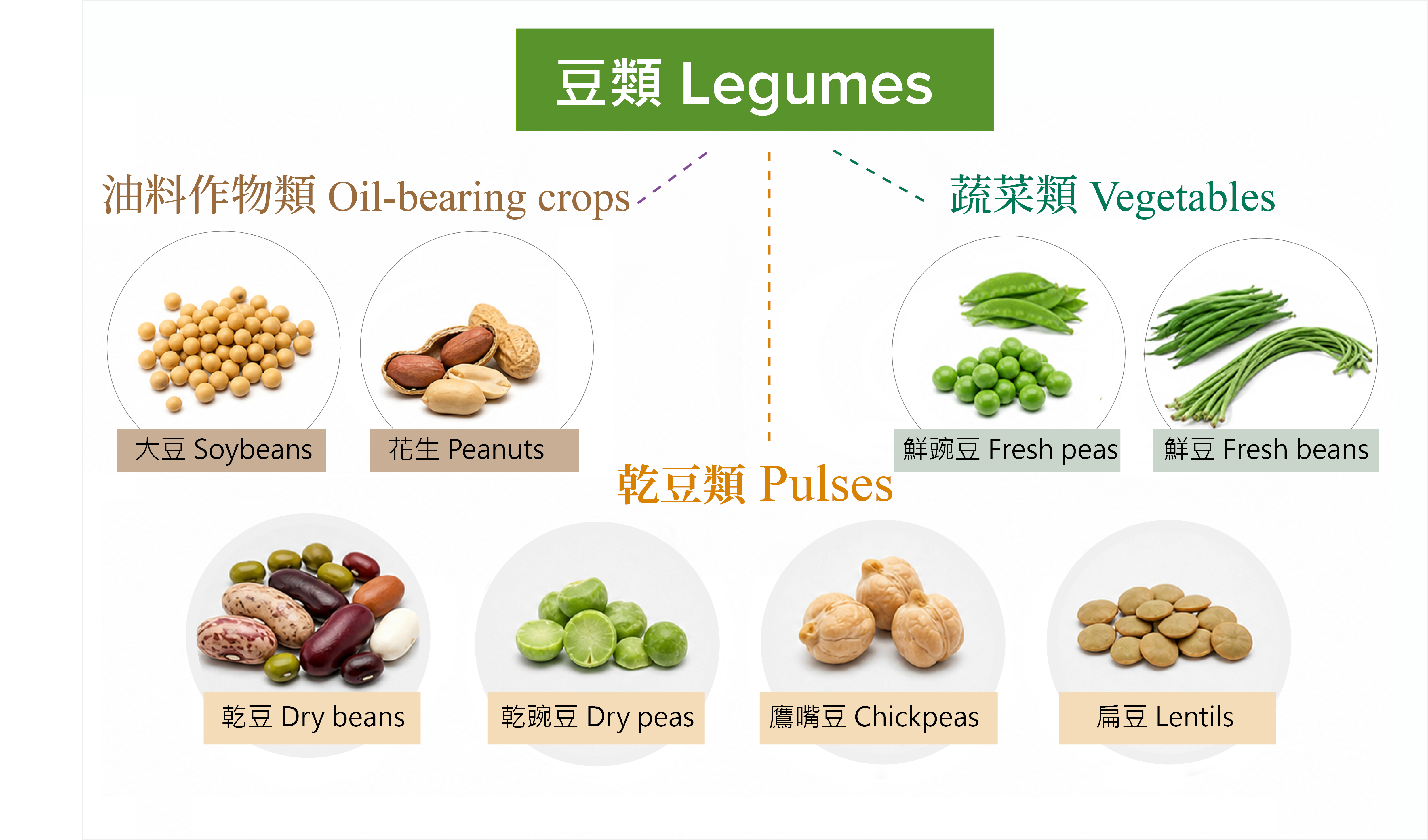 Classification of legumes