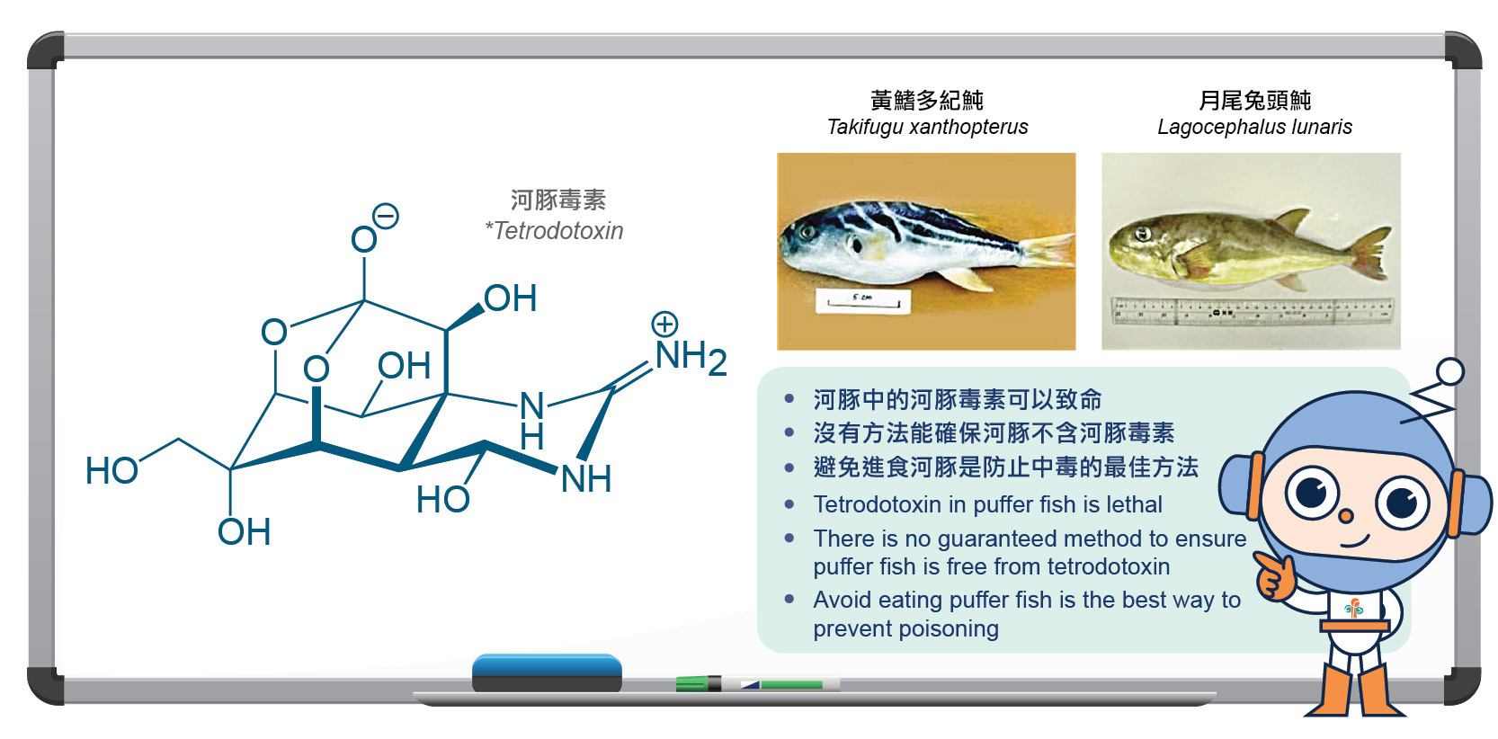 Tetrodotoxin in puffer fish