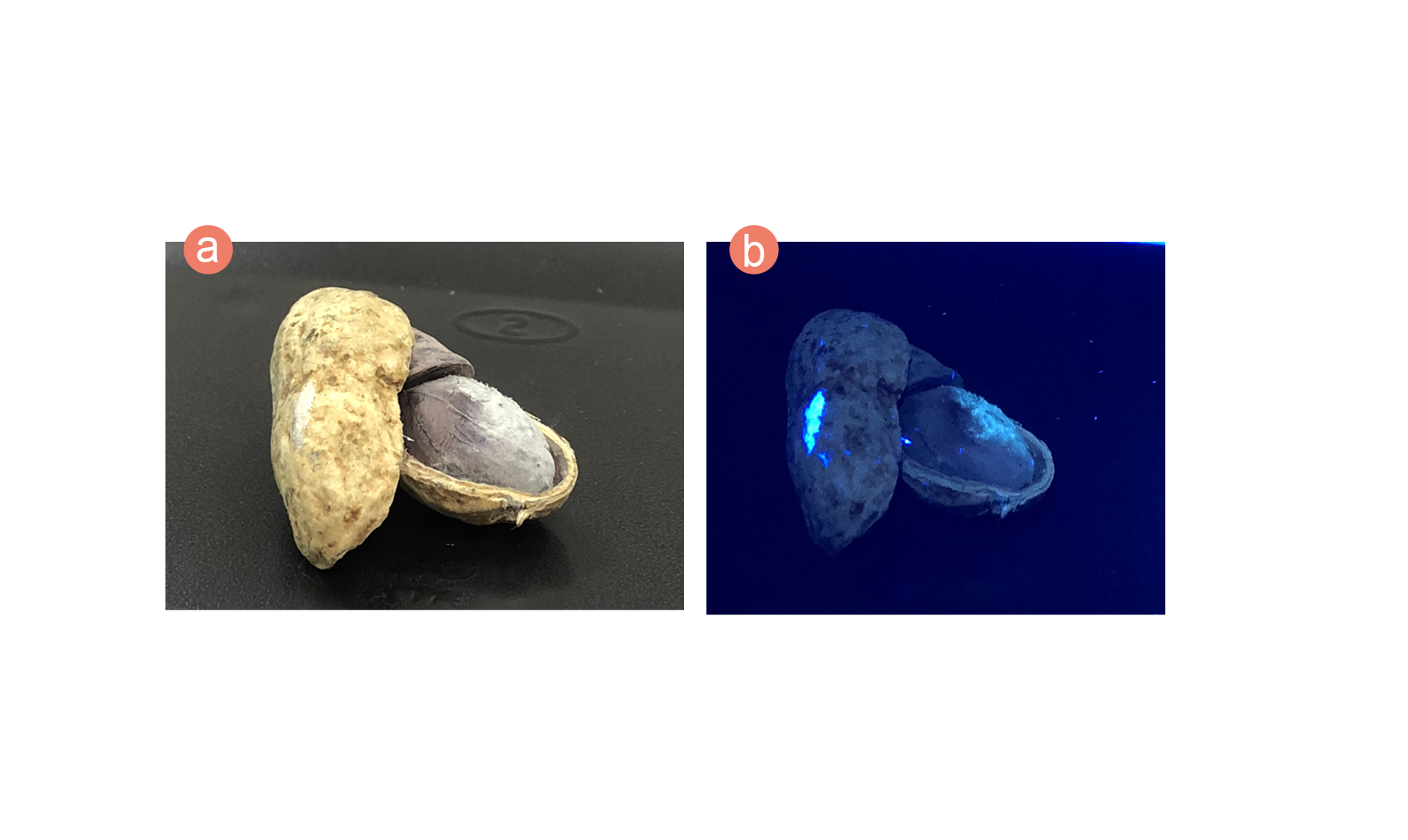 Figure 2: (a) Mouldy peanut and (b) mouldy peanut under UV light with fluorescence observed