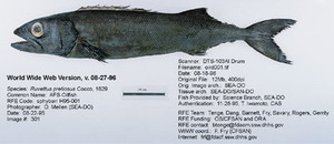 Oilfish and escolar which contain high levels of wax esters: oilfish (Ruvettus pretiosus) (top)
