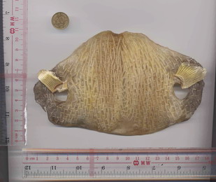 Dried porcupine fish (courtesy of Hong Kong Poison Information Centre)