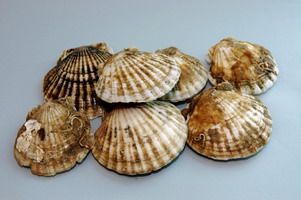 Scallops found to contain high levels of PSP toxins