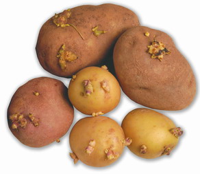 Sprouted potatoes