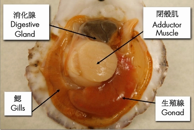The anatomy of a scallop