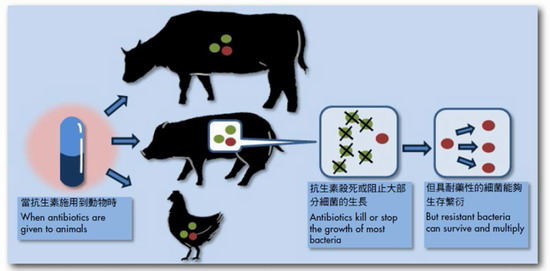 Development of resistant bacteria in animals when antibiotics are used