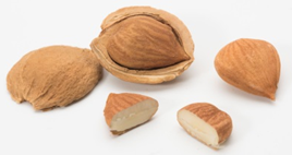 Apricot fruit and its raw seed in the stone