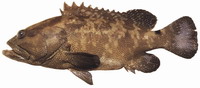 flowery grouper