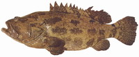 tiger grouper