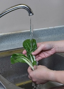 Photo 1:Rinsing of vegetables and scrubbing of hard fruiting vegetables under running water are effective ways in cleaning produces