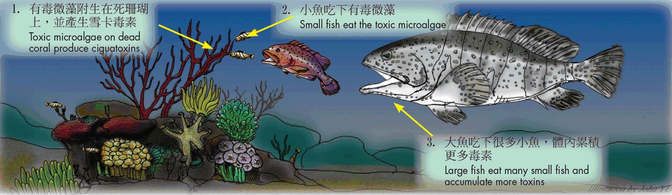 雪卡毒素及珊瑚鱼